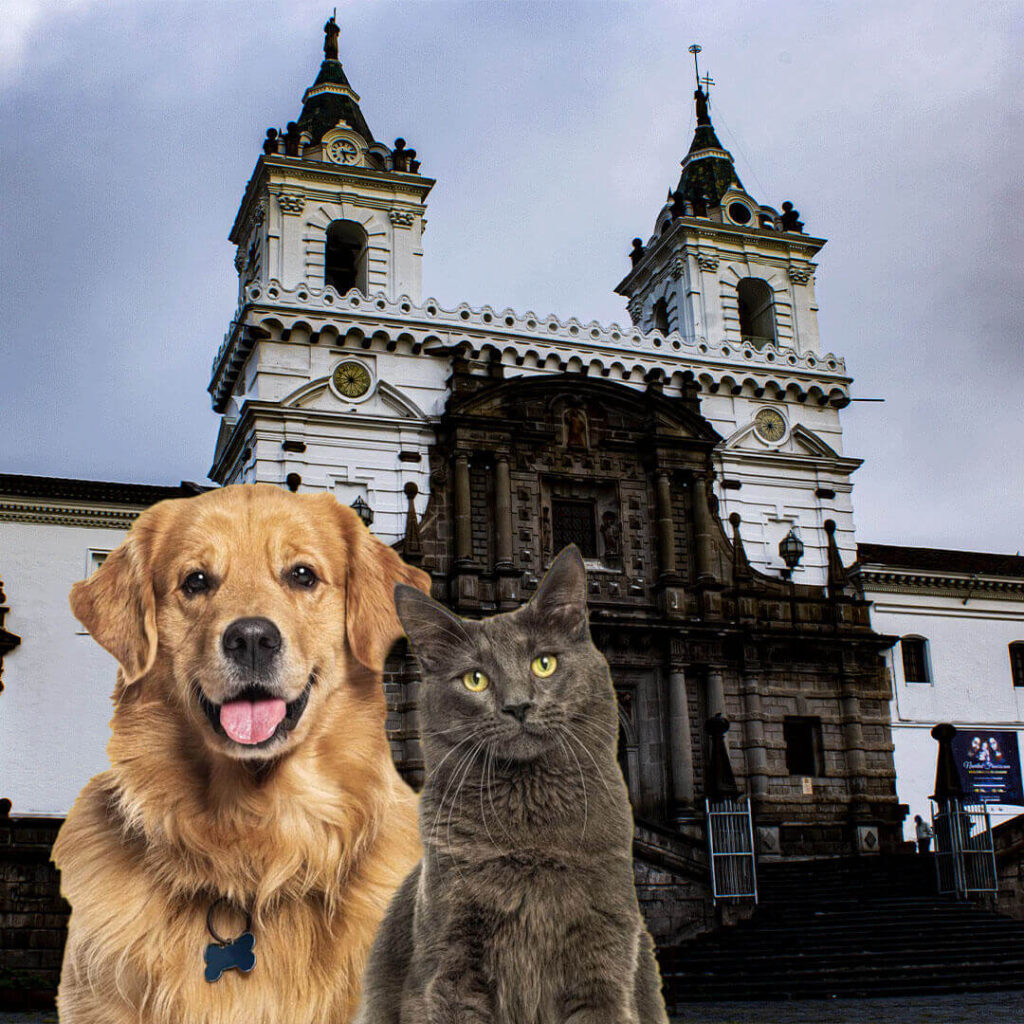 Perro y gato en Quito