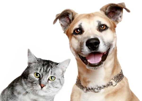 perro y gato felices