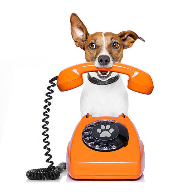 Perro con teléfono