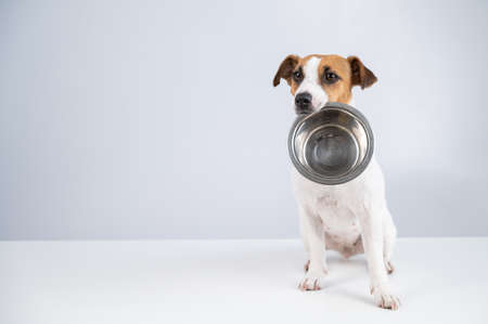 Perro con plato