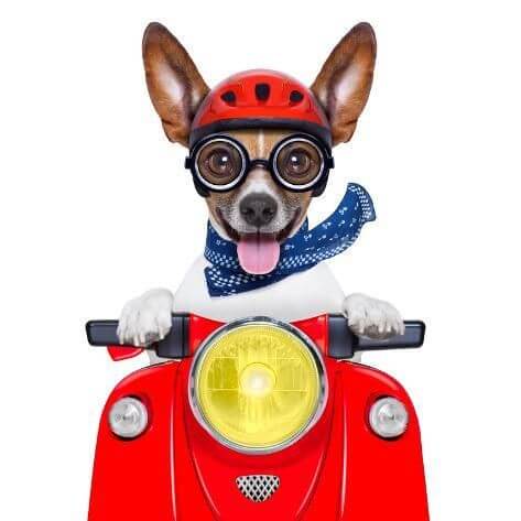 Perro en moto
