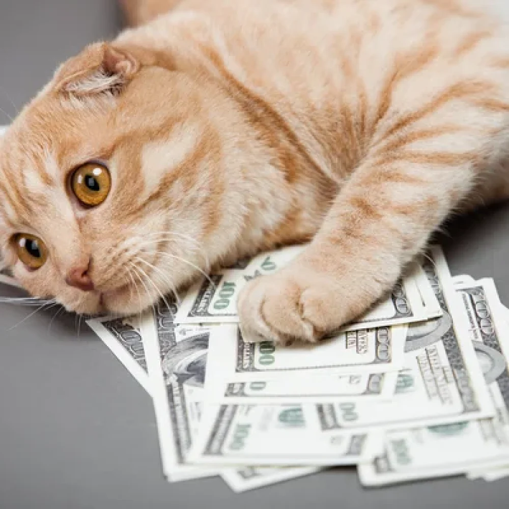 Gato con dinero