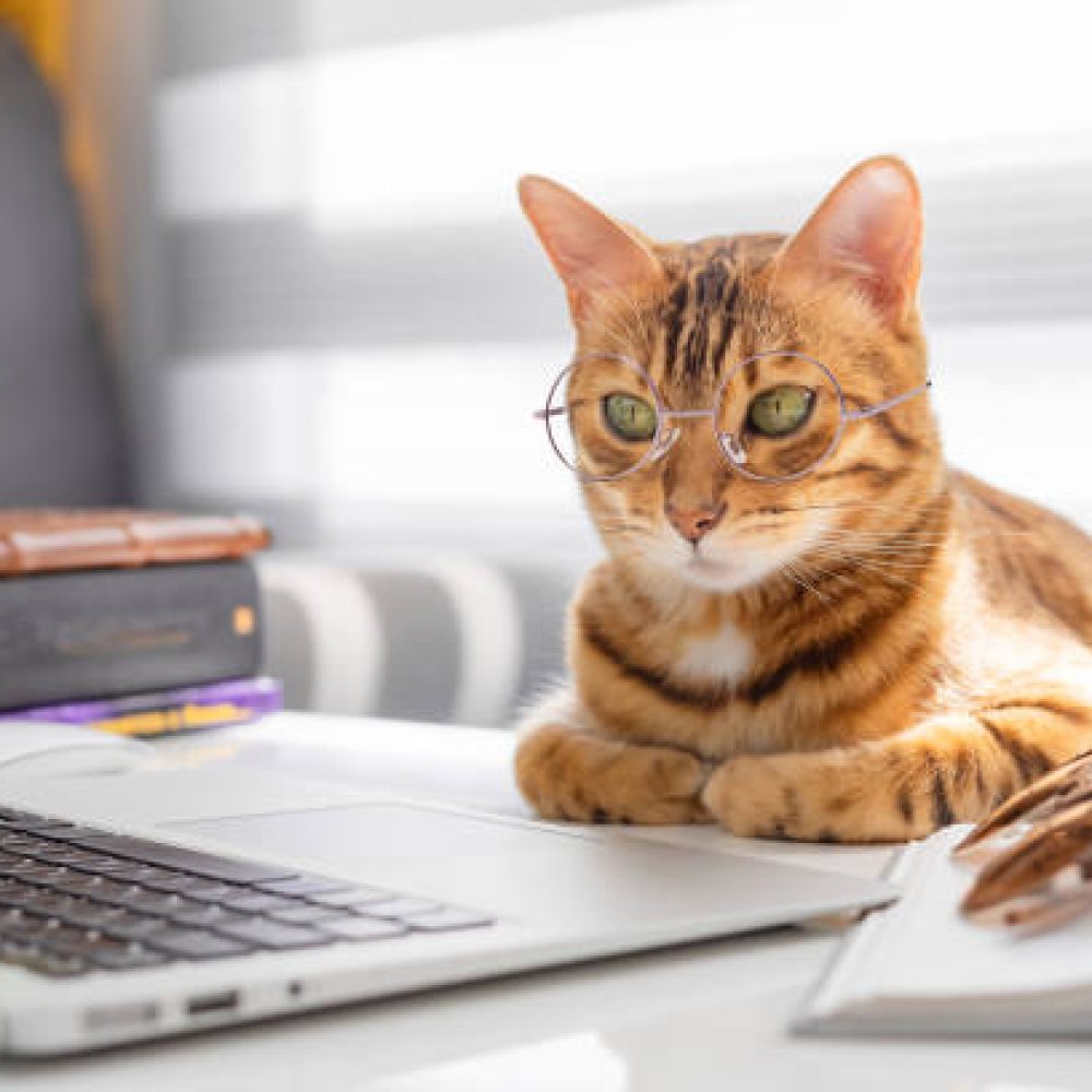 Gato en Computador